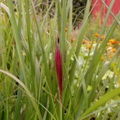 Lampenputzergras (Pennisetum Alopecuroides) Red Head
