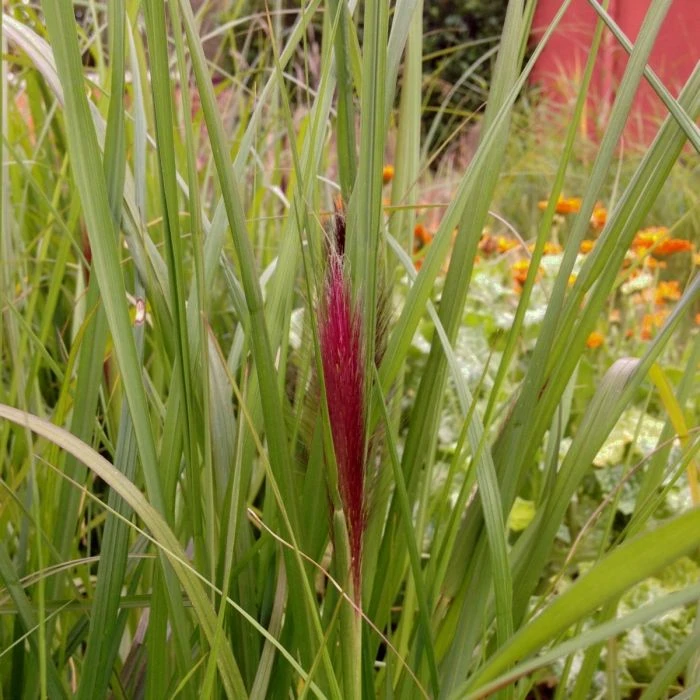 Lampenputzergras (Pennisetum Alopecuroides) Red Head 3 Lampenputzergras (Pennisetum Alopecuroides) Red Head