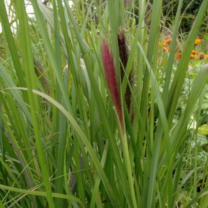 Lampenputzergras (Pennisetum Alopecuroides) Red Head 4 Lampenputzergras (Pennisetum Alopecuroides) Red Head – Bild 2