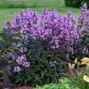 Fingerhut-Bartfaden (Penstemon Digitalis) Midnight Masquerade