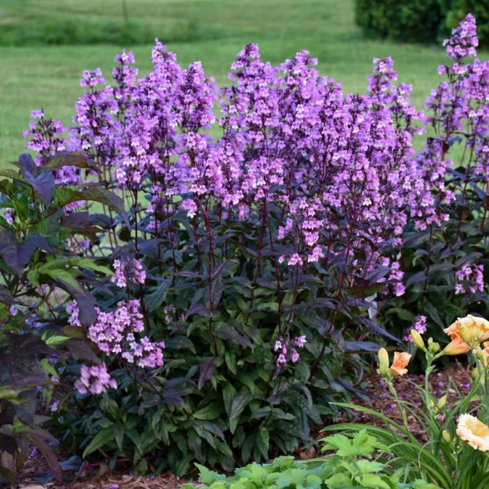 Fingerhut-Bartfaden (Penstemon Digitalis) Midnight Masquerade 3 Fingerhut-Bartfaden (Penstemon Digitalis) Midnight Masquerade