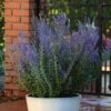 Blauraute (Perovskia Atriplicifolia) Blue Steel