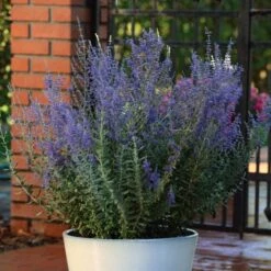 Blauraute (Perovskia Atriplicifolia) Blue Steel