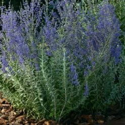 Blauraute (Perovskia Atriplicifolia) Blue Steel -LICHTNELKE Geschäft perovskia atriplicifolia blauraute blue steel flor ii sk