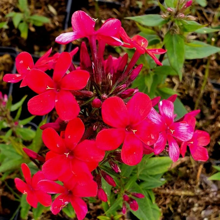 Flammenblume (Phlox Paniculata) EARLY Red 4 Flammenblume (Phlox Paniculata) EARLY Red – Bild 2
