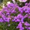 Hohe Flammenblume (Phlox Paniculata) GARDEN GIRLS Cover Girl -LICHTNELKE Geschäft phlox paniculata hohe flammenblume garden girls cover girl wb ii sk