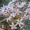 Polsterphlox (Phlox Subulata) Kimono Pink-White