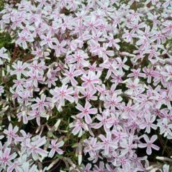 Polsterphlox (Phlox Subulata) Kimono Pink-White -LICHTNELKE Geschäft phlox subulata polsterphlox kimono pink white lichtnelke owz iii
