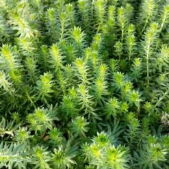 Rosenwaldmeister (Phuopsis/Crucianella Stylosa) Pretty Pink 7 Rosenwaldmeister (Phuopsis/Crucianella Stylosa) Pretty Pink -LICHTNELKE Geschäft phuopsis crucianella stylosa rosenwaldmeister lichtnelke owz i