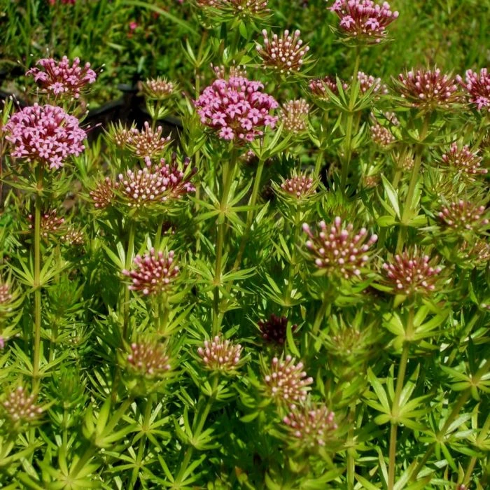 Rosenwaldmeister (Phuopsis/Crucianella Stylosa) Pretty Pink 4 Rosenwaldmeister (Phuopsis/Crucianella Stylosa) Pretty Pink – Bild 2
