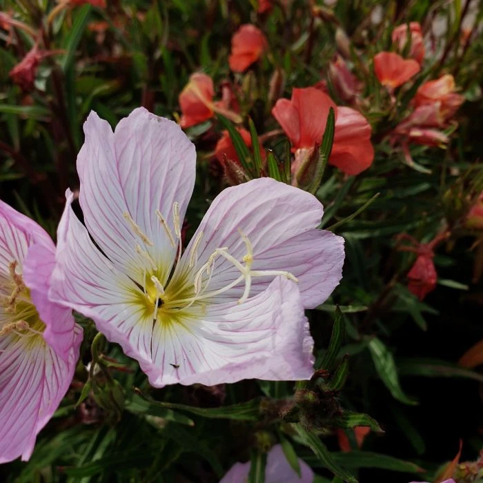 Schnee-Nachtkerze (Oenothera Speciosa) Pink Petty Coats 4 Schnee-Nachtkerze (Oenothera Speciosa) Pink Petty Coats – Bild 2