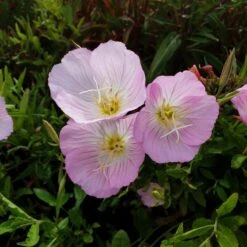 Schnee-Nachtkerze (Oenothera Speciosa) Pink Petty Coats 8 Schnee-Nachtkerze (Oenothera Speciosa) Pink Petty Coats -LICHTNELKE Geschäft pink petticoats2 staudeng rtnerei bargest