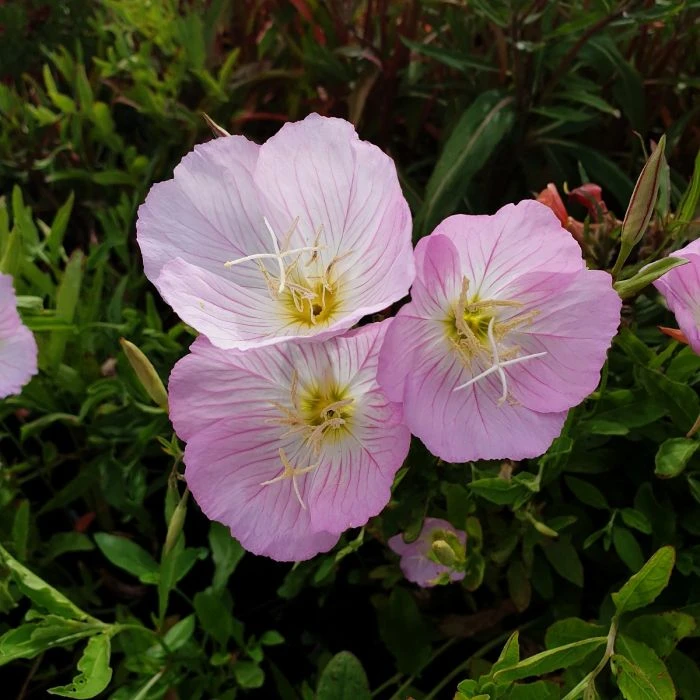 Schnee-Nachtkerze (Oenothera Speciosa) Pink Petty Coats 5 Schnee-Nachtkerze (Oenothera Speciosa) Pink Petty Coats – Bild 3