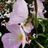 Schnee-Nachtkerze (Oenothera Speciosa) Pink Petty Coats -LICHTNELKE Geschäft pink petticoats3 staudeng rtnerei bargest