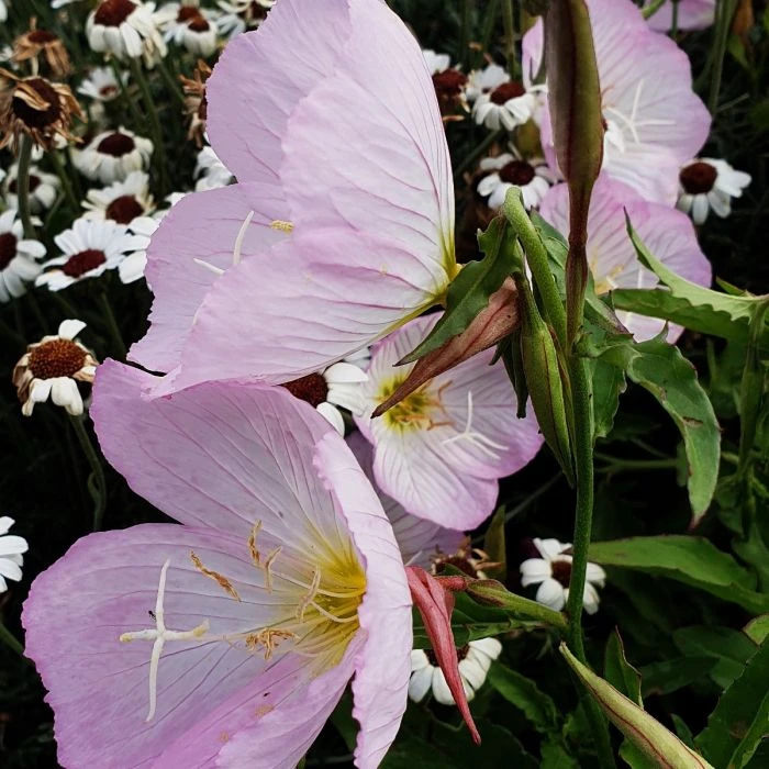 Schnee-Nachtkerze (Oenothera Speciosa) Pink Petty Coats 3 Schnee-Nachtkerze (Oenothera Speciosa) Pink Petty Coats