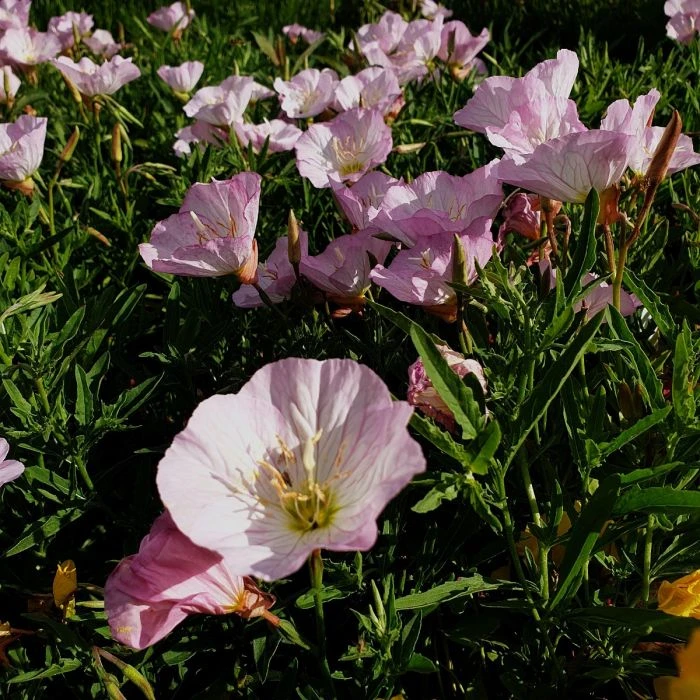 Schnee-Nachtkerze (Oenothera Speciosa) Pink Petty Coats 6 Schnee-Nachtkerze (Oenothera Speciosa) Pink Petty Coats – Bild 4