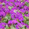 Kissenprimel (Primula X Pruhoniciana) Wanda Blau