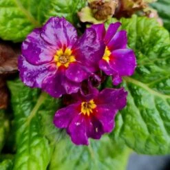 Bergprimel/Teppichprimel (Primula X Pruhoniciana) WANDA Blaue Töne -LICHTNELKE Geschäft primula x pruhoniciana bergprimel teppichprimel wanda blaue toene lichtnelke owz iii