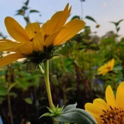 Stauden-Sonnenblume (Helianthus) Suncatcher Pure Gold -LICHTNELKE Geschäft pure gold Staudengrtnerei Bargest
