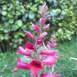 Fingerhut (Digitalis Purpurea X Isoplexis Canariensis) ILLUMINATION Raspberry -LICHTNELKE Geschäft raspberry2 Staudengrtnerei Bargest