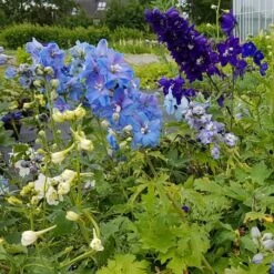 Titelseite -LICHTNELKE Geschäft rittersporn mix lichtnelke 1