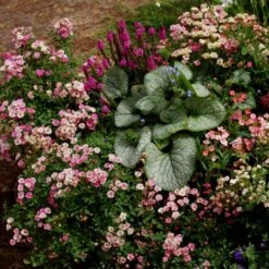 Kleinstrauchrose (LillyRose) Wonder 5 -LICHTNELKE Geschäft rosa hybride kleinstrauchrose lillyrose wonder5 kr iii