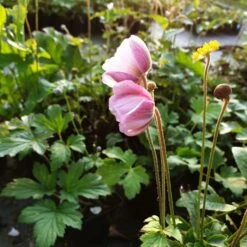 Herbst-Anemone (Anemone Hupehensis) -LICHTNELKE Geschäft rose shades Staudengrtnerei Bargest 1