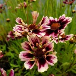 Mädchenauge (Coreopsis Verticillata) Ruby Frost -LICHTNELKE Geschäft ruby frost1 Staudengrtnerei Bargest
