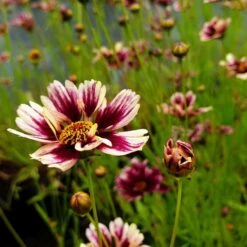 Mädchenauge (Coreopsis Verticillata) Ruby Frost -LICHTNELKE Geschäft ruby frost2 Staudengrtnerei Bargest