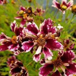 Mädchenauge (Coreopsis Verticillata) Ruby Frost -LICHTNELKE Geschäft ruby frost3 Staudengrtnerei Bargest