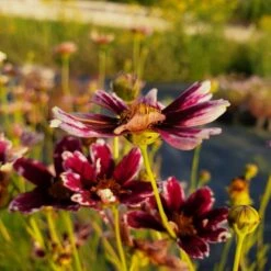 5 Pflanzen Mädchenaugen (Coreopsis) Mix 10 5 Pflanzen Mädchenaugen (Coreopsis) Mix -LICHTNELKE Geschäft ruby frost4 Staudengrtnerei Bargest 1