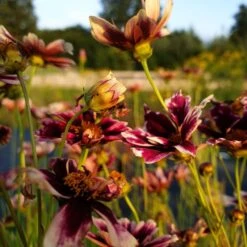 Mädchenauge (Coreopsis Verticillata) Ruby Frost -LICHTNELKE Geschäft ruby frost5 Staudengrtnerei Bargest