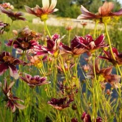Mädchenauge (Coreopsis Verticillata) Ruby Frost