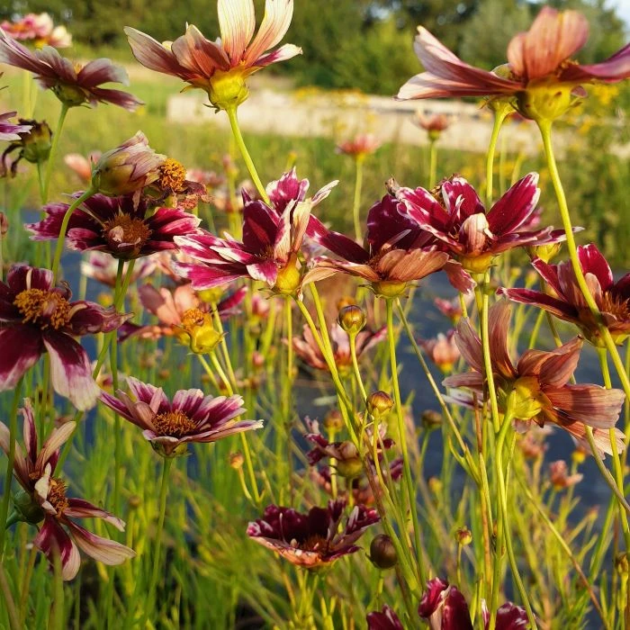 5 Pflanzen Mädchenaugen (Coreopsis) Mix 4 5 Pflanzen Mädchenaugen (Coreopsis) Mix – Bild 2