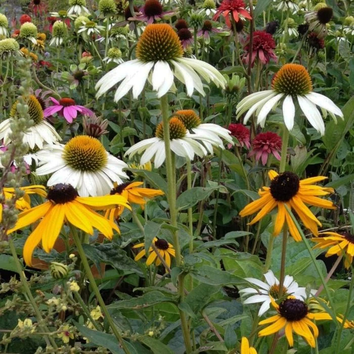 10 Pflanzen Sonnenhut (Echinacea Und Rudbeckia) Mix 5 10 Pflanzen Sonnenhut (Echinacea Und Rudbeckia) Mix – Bild 3