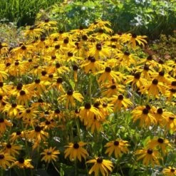 14 Pflanzen (Futter Für Wildbienen) Mix -LICHTNELKE Geschäft rudbeckia fulgida gelber sonnenhut lichtnelke owz i