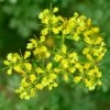 Echte Weinraute (Ruta Graveolens ) -LICHTNELKE Geschäft ruta graveolens weinraute adobestock 23955692 sk