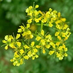 Echte Weinraute (Ruta Graveolens )