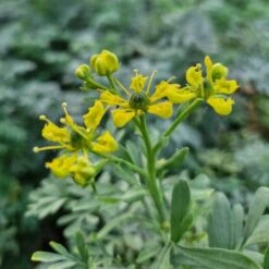 Echte Weinraute (Ruta Graveolens ) -LICHTNELKE Geschäft ruta graveolens weinraute lichtnelke owz iii