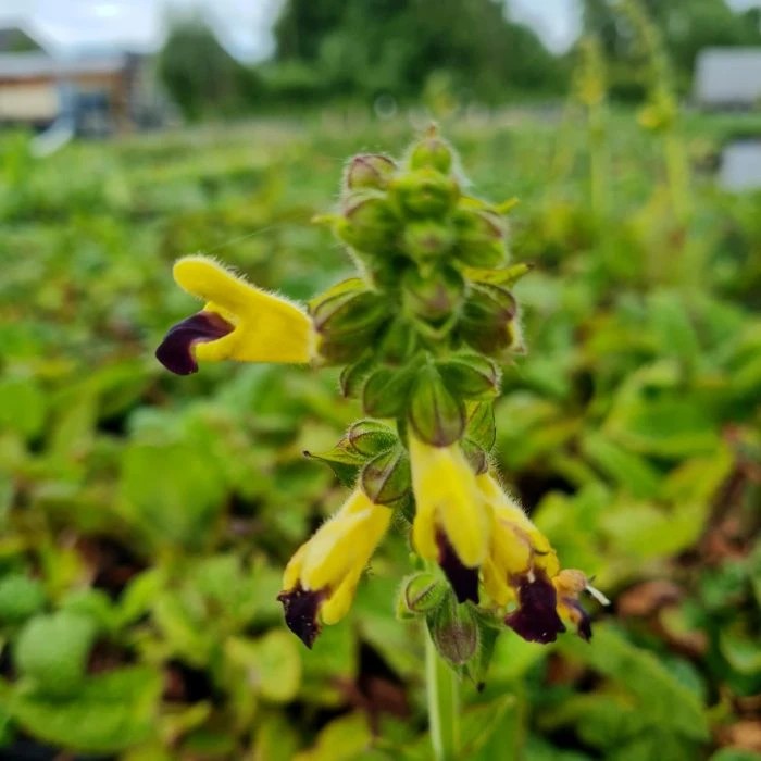 Salbei (Salvia Bulleyana ) 5 Salbei (Salvia Bulleyana ) – Bild 3