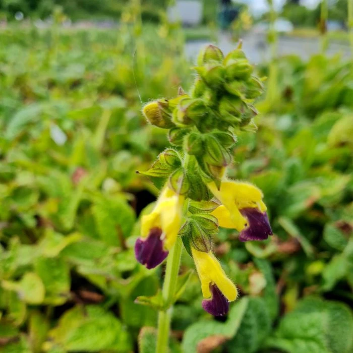Salbei (Salvia Bulleyana ) 4 Salbei (Salvia Bulleyana ) – Bild 2