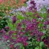 Salbei (Salvia) Love And Wishes 2 Salbei (Salvia) Love And Wishes -LICHTNELKE Geschäft salvia hybrida salbei love and wishes vf i sk 1