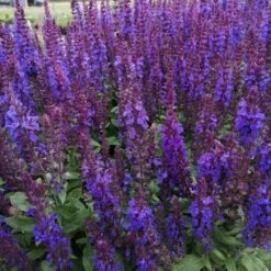 14 Pflanzen (Futter Für Wildbienen) Mix -LICHTNELKE Geschäft salvia nemorosa salbei blaukoenigin lichtnelke owz iv