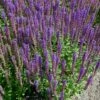 Salbei (Salvia Nemorosa) Ostfriesland -LICHTNELKE Geschäft salvia nemorosa salbei ostfriesland lichtnelke owz i