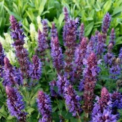 Salbei (Salvia Nemorosa) Ostfriesland -LICHTNELKE Geschäft salvia nemorosa salbei ostfriesland lichtnelke owz iii