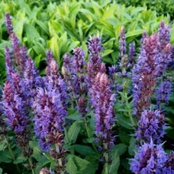 Salbei (Salvia Nemorosa) Ostfriesland -LICHTNELKE Geschäft salvia nemorosa salbei ostfriesland lichtnelke owz iv