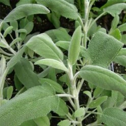 Echter Salbei (Salvia Officinalis) Grower´s Friend 7 Echter Salbei (Salvia Officinalis) Grower´s Friend -LICHTNELKE Geschäft salvia officinalis gewuerzsalbei growers friend lichtnelke owz i