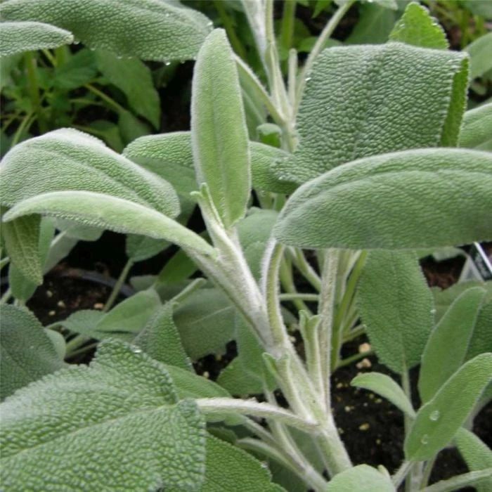 Echter Salbei (Salvia Officinalis) Grower´s Friend 4 Echter Salbei (Salvia Officinalis) Grower´s Friend – Bild 2