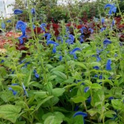 Azursalbei (Salvia Patens) Patio Dark Blue -LICHTNELKE Geschäft salvia patens azursalbei patio dark blue lichtnelke owz v