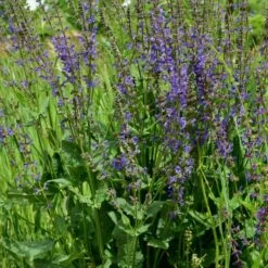 Echter Wiesensalbei (Salvia Pratensis) -LICHTNELKE Geschäft salvia pratensis wiesensalbei adobestock 354087524 sk